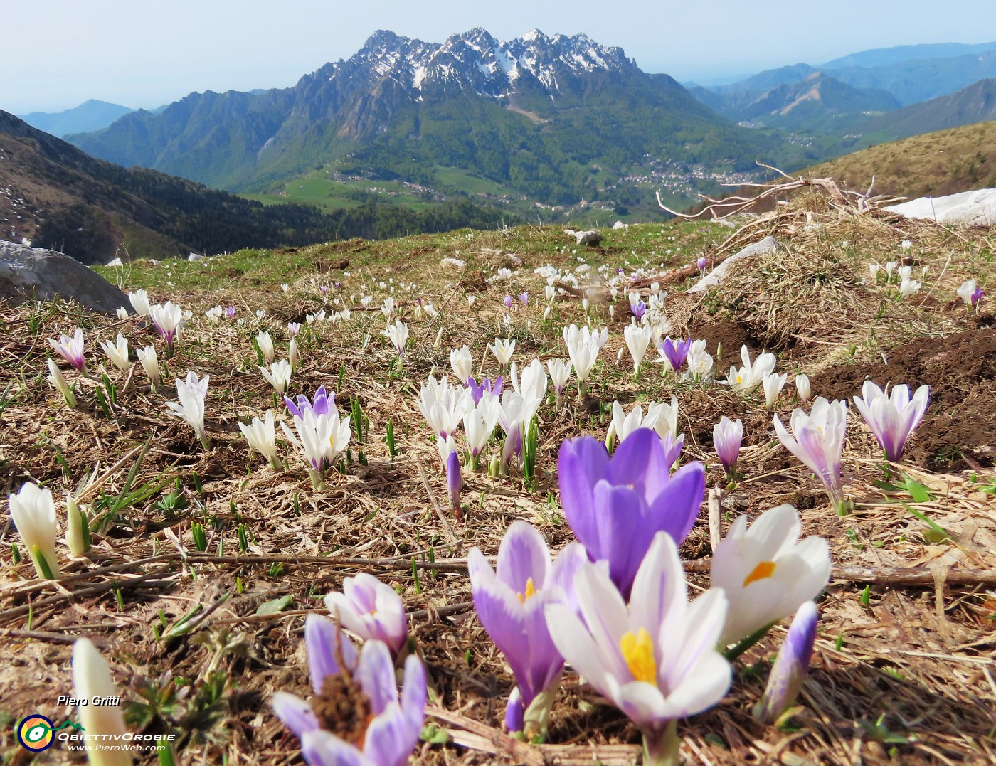 03 Crocus vernus (Zafferan0 maggiore) bianchi-violetti con vista in Alben.JPG